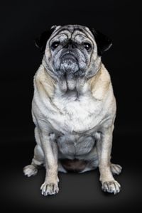 &quot;Portr&auml;taufnahme eines French Bulldog vor einer schwarzen Leinwand, aufgenommen von Pongratz Photography.&quot;
